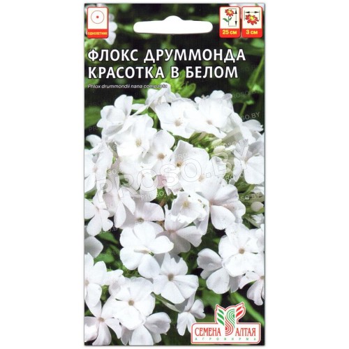 Флокс Красотка в белом Друммонда