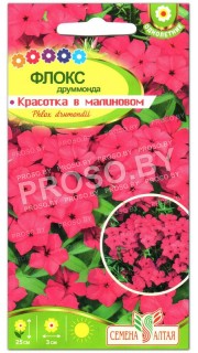 Флокс друммонда Красотка в малиновом 