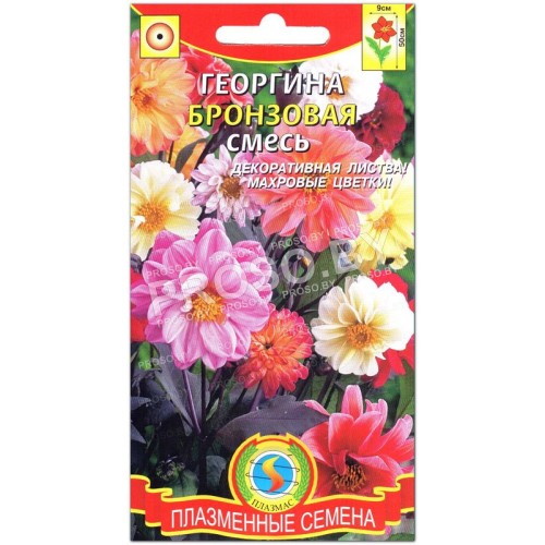 Георгина Бронзовая смесь