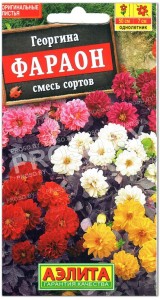 Георгина Фараон, смесь