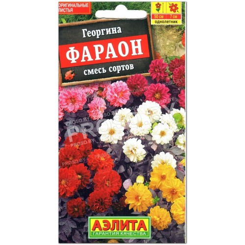 Георгина Фараон, смесь