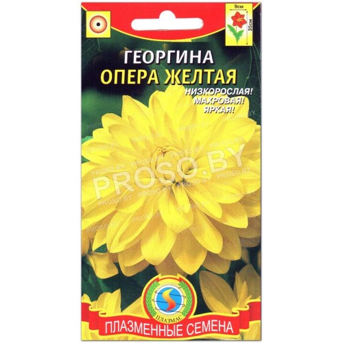 Георгина Опера желтая-2