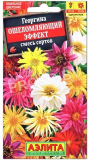 Георгина Ошеломляющий эффект, смесь
