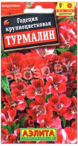 Годеция крупноцветковая Турмалин