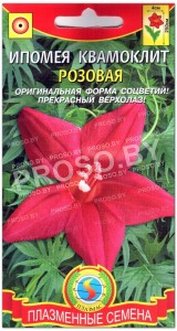 Ипомея квамоклит Розовая
