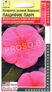 Катарантус розовый Пацифик панч