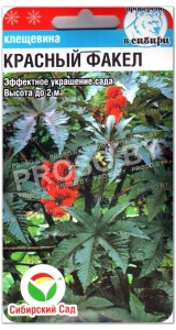 Клещевина Красный факел