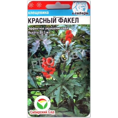 Клещевина Красный факел