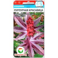 Клещевина Пурпурная красавица