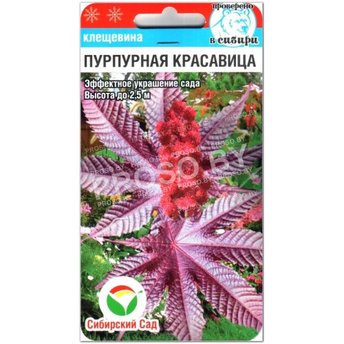 Клещевина Пурпурная красавица
