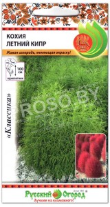 Кохия Летний кипр