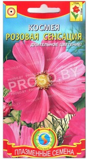Космея Розовая сенсация