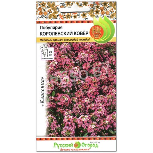 Лобулярия Королевский ковер-1