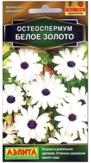 Остеоспермум Белое золото