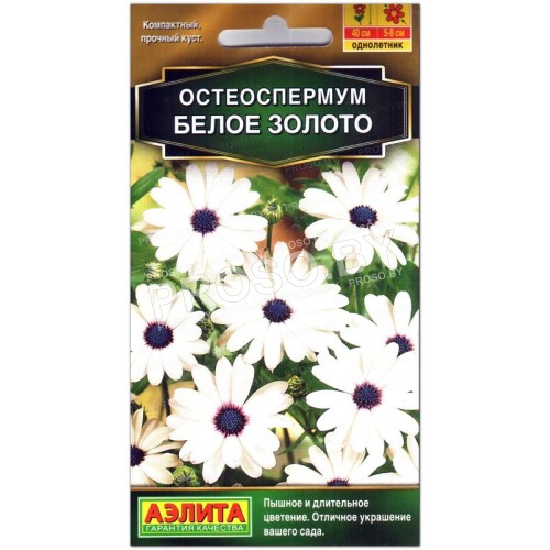 Остеоспермум Белое золото