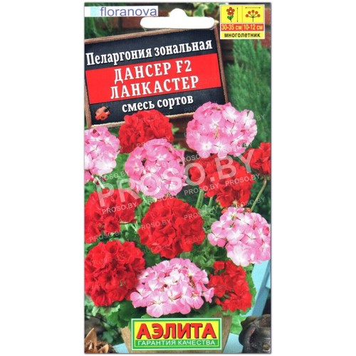 Пеларгония зональная Дансер ланкастер F2, смесь