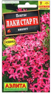 Пентас Лаки стар виолет F1