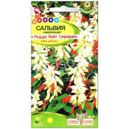 Сальвия Редди Вайт Сюрпрайз сверкающая