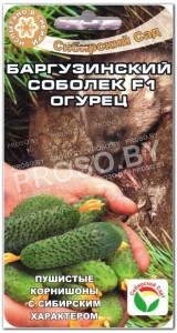 Огурец Баргузинский соболек F1