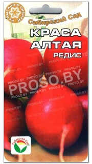 Редис Краса Алтая