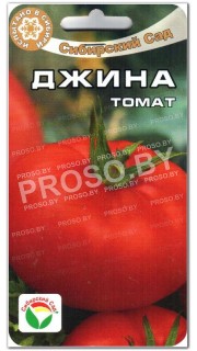 Томат Джина