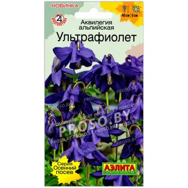 Аквилегия альпийская Ультрафиолет