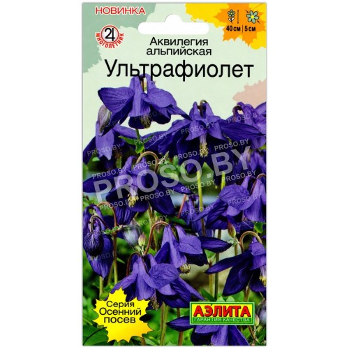 Аквилегия альпийская Ультрафиолет