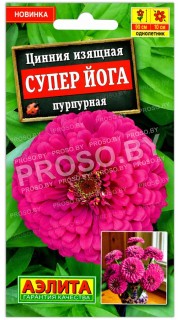 Цинния изящная Супер Йога пурпурная