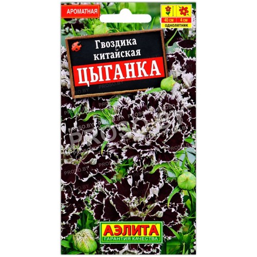 Гвоздика китайская Цыганка