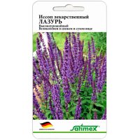 Иссоп лекарственный Лазурь