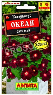Катарантус Океан блэк мун