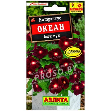Катарантус Океан блэк мун