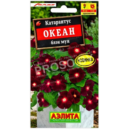 Катарантус Океан блэк мун