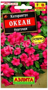Катарантус Океан бургунди