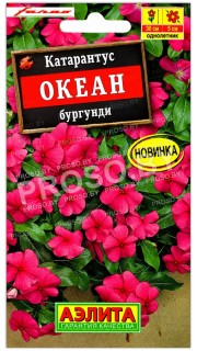 Катарантус Океан бургунди