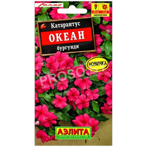 Катарантус Океан бургунди