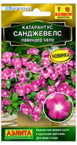 Катарантус Санджевелс лавендер хало