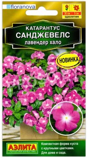 Катарантус Санджевелс лавендер хало