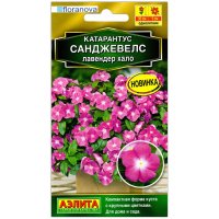 Катарантус Санджевелс лавендер хало
