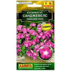 Катарантус Санджевелс лавендер хало