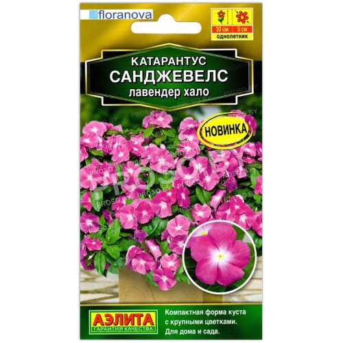 Катарантус Санджевелс лавендер хало