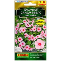 Катарантус Санджевелс пич шейдс