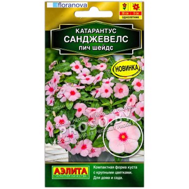 Катарантус Санджевелс пич шейдс