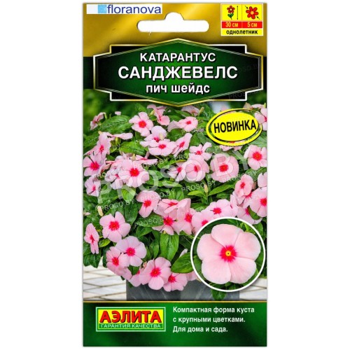 Катарантус Санджевелс пич шейдс