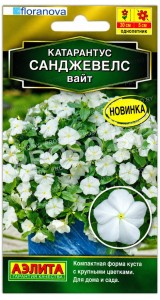 Катарантус Санджевелс вайт
