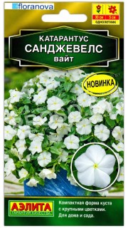 Катарантус Санджевелс вайт