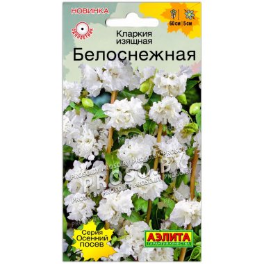 Кларкия изящная Белоснежная