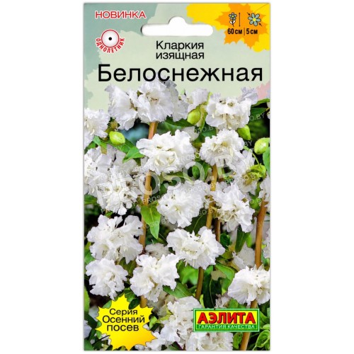 Кларкия изящная Белоснежная