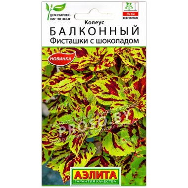 Колеус Балконный Фисташки с шоколадом