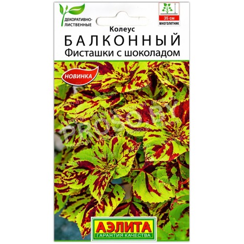 Колеус Балконный Фисташки с шоколадом